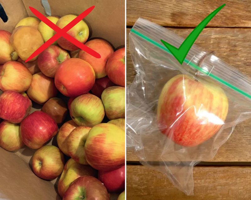 Les sacs en plastique devraient empêcher les pommes meurtries de gâcher le reste de vos fruits